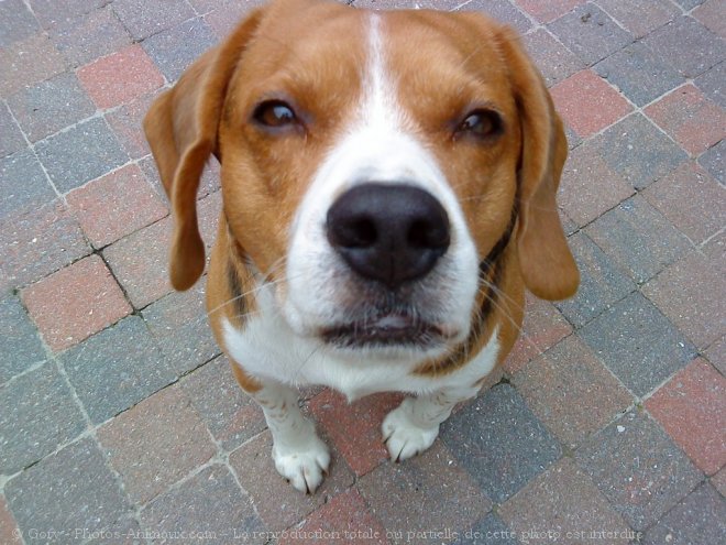 Photo de Beagle