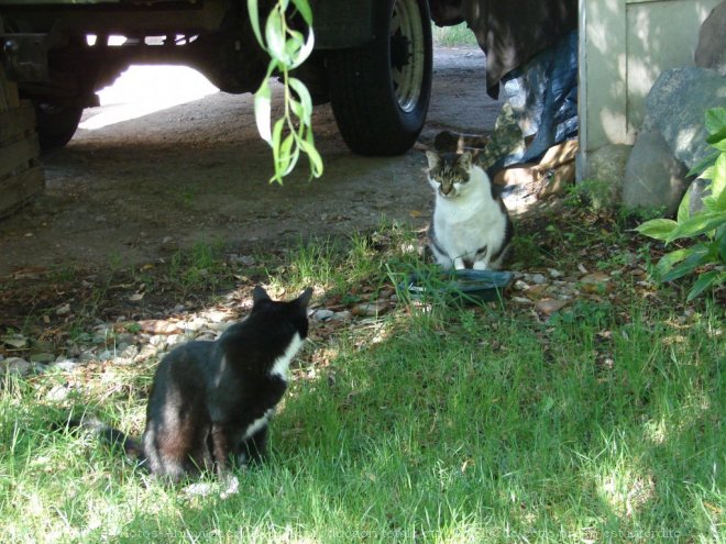 Photo de Chat domestique