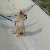 Photo de Chihuahua  poil long