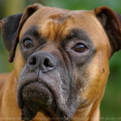 Photo de Boxer