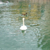 Photo de Cygne