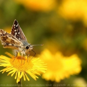 Photo de Papillon