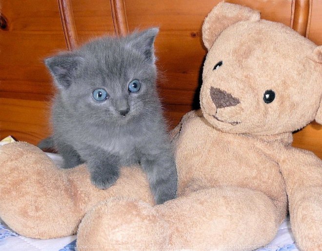 Photo de Chartreux