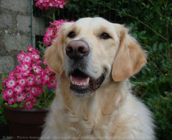 Photo de Golden retriever