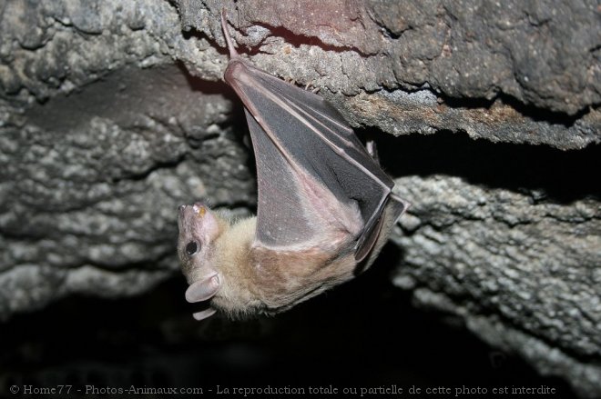 Photo de Chauve-souris