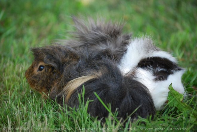 Photo de Cochon d'inde - races diffrentes