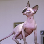 Photo de Sphynx