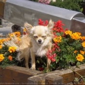 Photo de Chihuahua  poil long