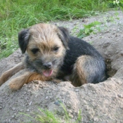 Photo de Border terrier