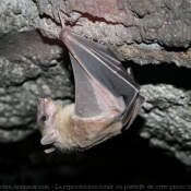 Photo de Chauve-souris