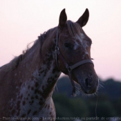 Photo d'Appaloosa