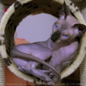 Photo de Sphynx