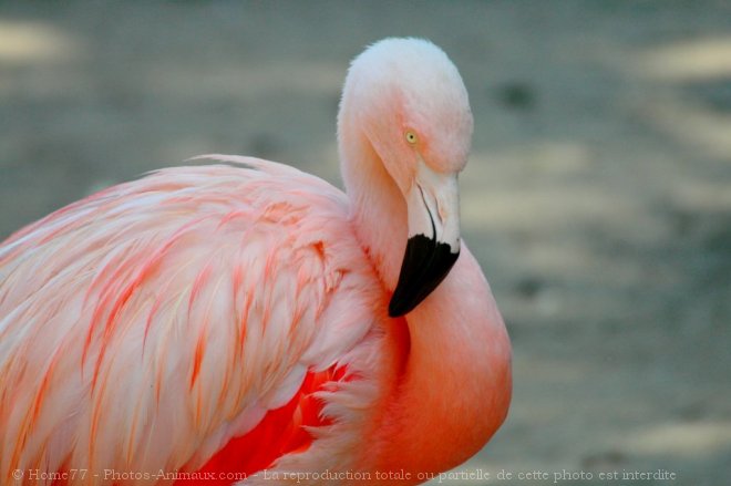 Photo de Flamand rose