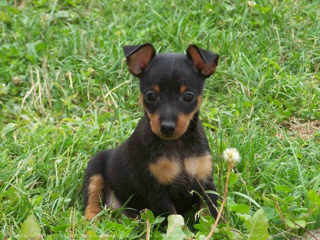 Photo de Pinscher nain