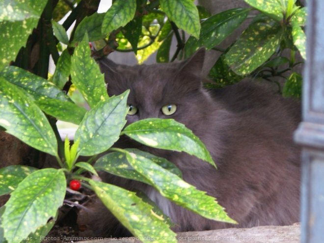 Photo de Chat domestique