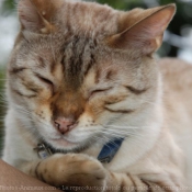 Photo de Bengal