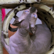 Photo de Sphynx