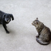 Photo de Chat domestique