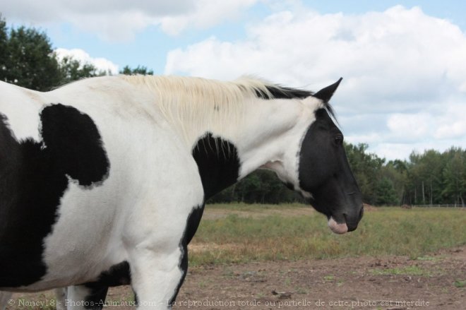 Photo de Paint horse