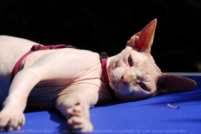 Photo de Sphynx