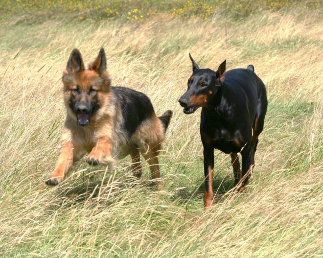 Photo de Berger allemand  poil court