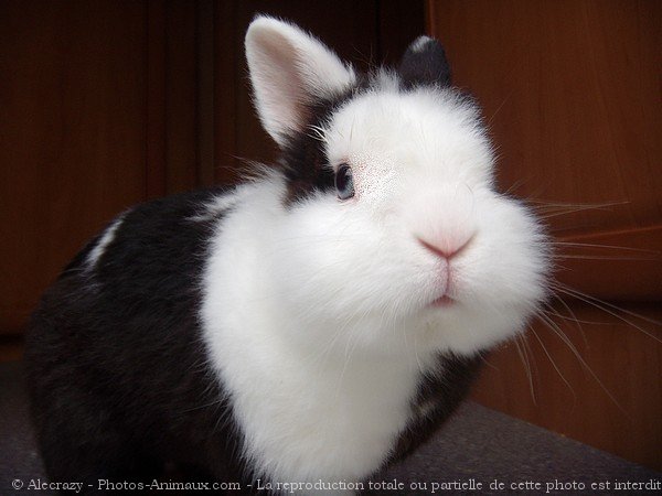 Photo de Lapin