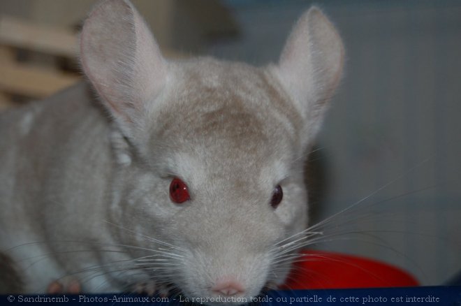 Photo de Chinchilla