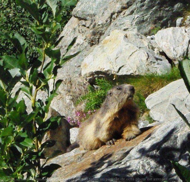 Photo de Marmotte