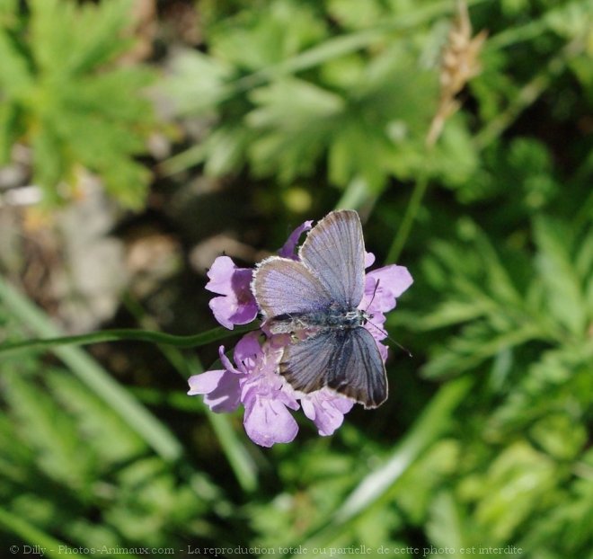 Photo de Papillon