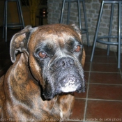 Photo de Boxer