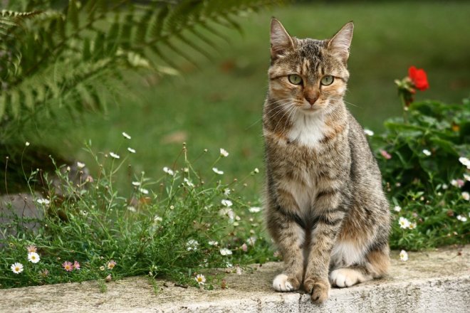 Photo de Chat domestique