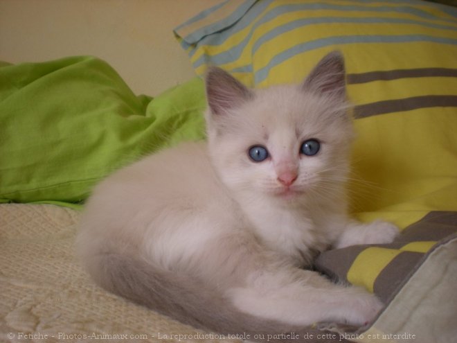 Photo de Ragdoll