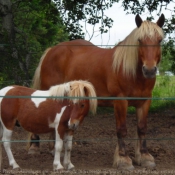 Photo de Races diffrentes