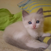 Photo de Ragdoll