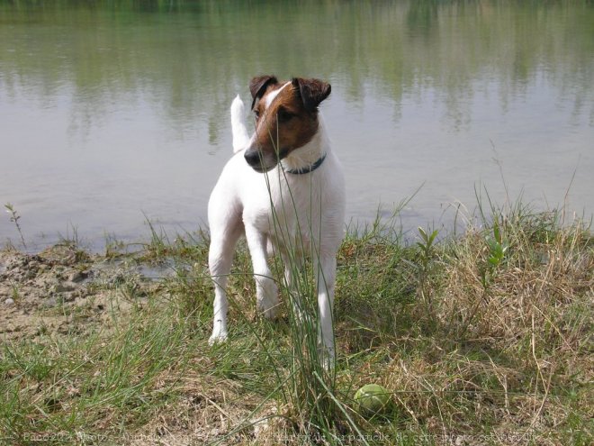 Photo de Fox terrier  poil lisse