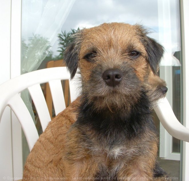 Photo de Border terrier