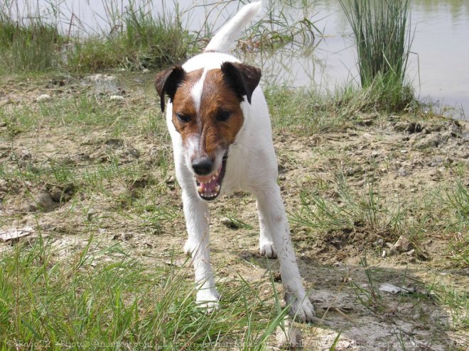 Photo de Fox terrier  poil lisse