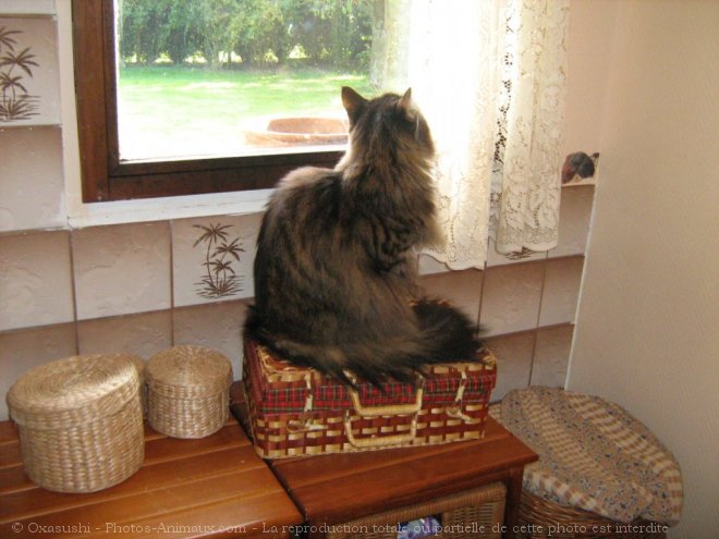 Photo de Maine coon