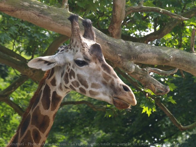 Photo de Girafe