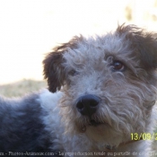 Photo de Fox terrier  poil dur