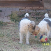 Photo de Fox terrier  poil dur