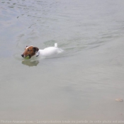 Photo de Fox terrier  poil lisse