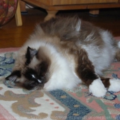 Photo de Ragdoll