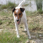 Photo de Fox terrier  poil lisse