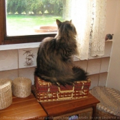 Photo de Maine coon