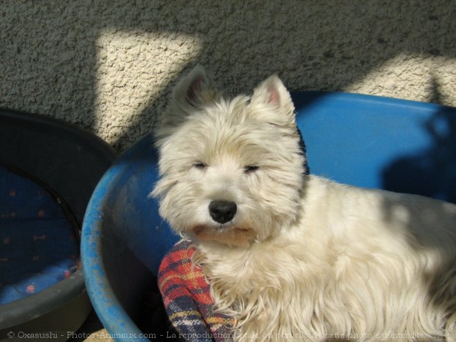 Photo de West highland white terrier