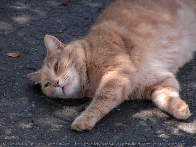 Photo de Chat domestique