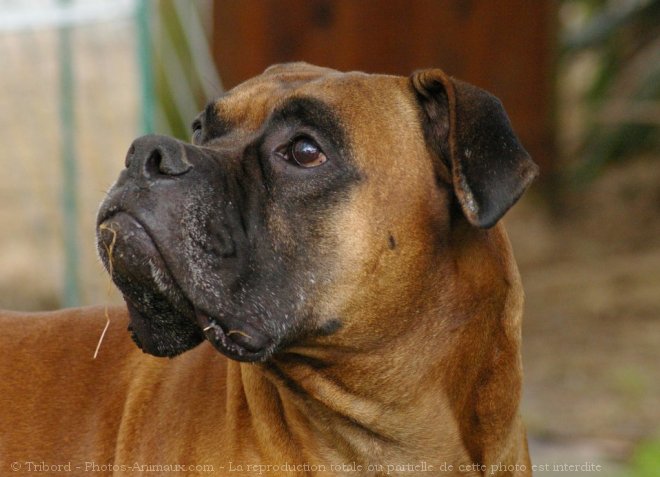 Photo de Boxer