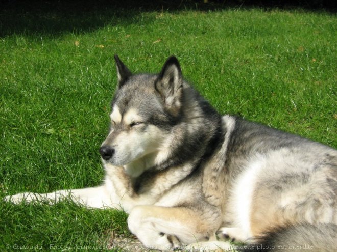 Photo de Malamute de l'alaska