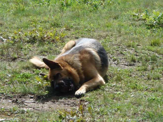 Photo de Berger allemand  poil court